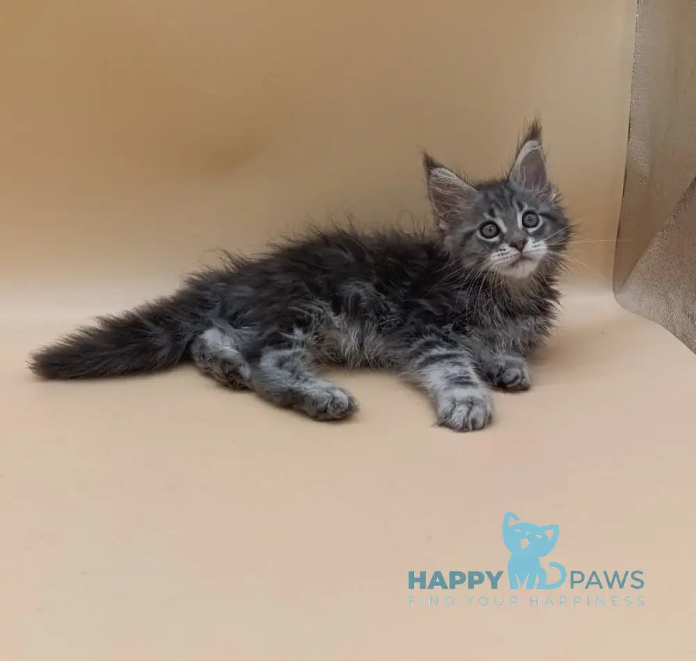 Duncan Maine Coon male blue silver tabby live animals