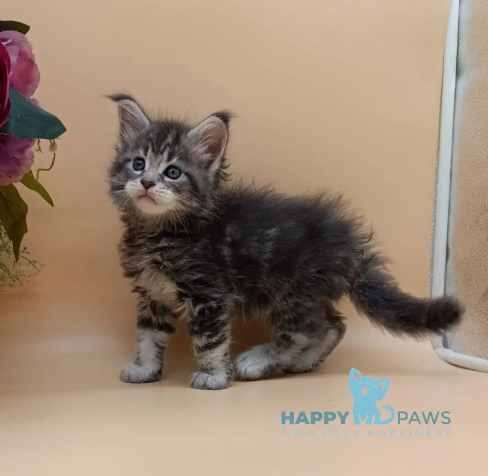 Duncan Maine Coon male blue silver tabby live animals