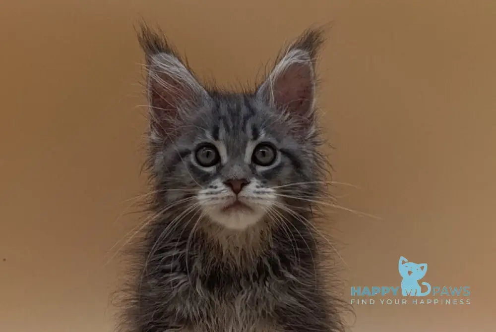 Duncan Maine Coon male blue silver tabby live animals