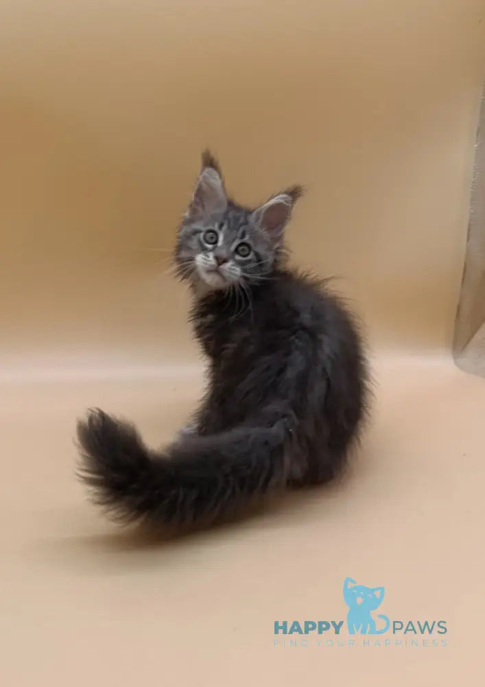 Duncan Maine Coon male blue silver tabby live animals