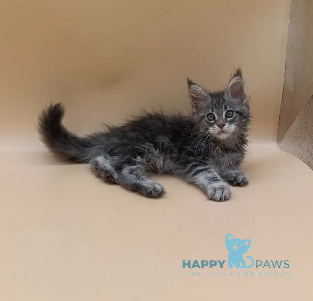 Duncan Maine Coon male blue silver tabby live animals