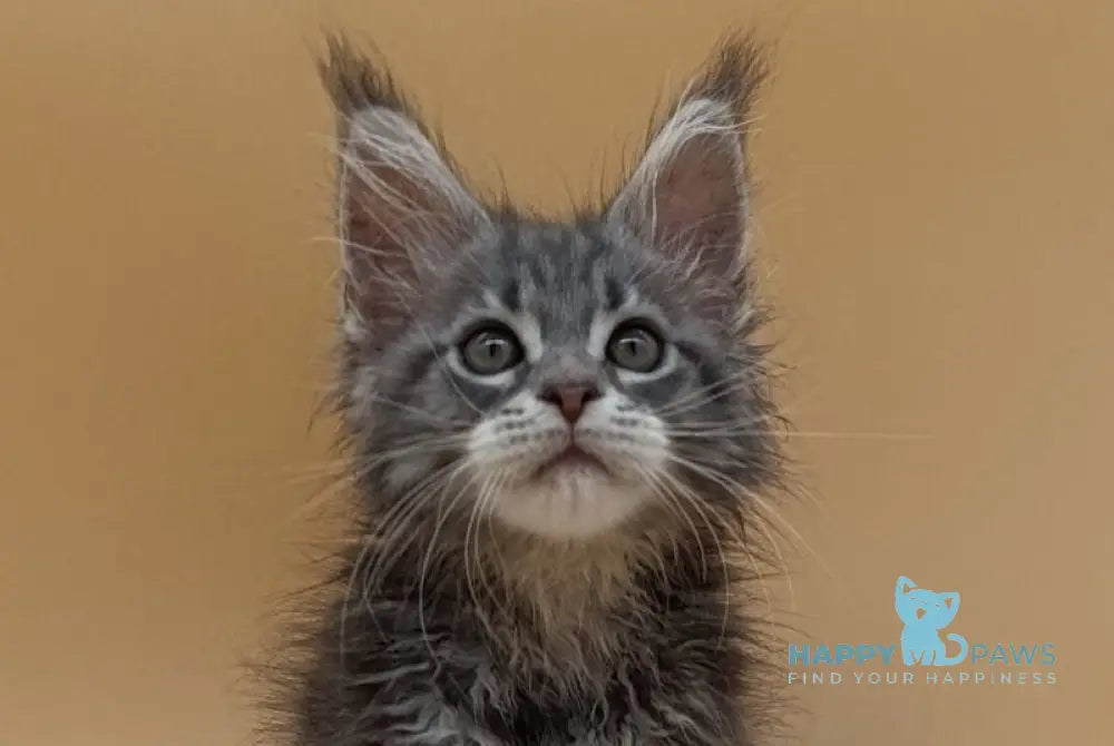 Duncan Maine Coon male blue silver tabby live animals