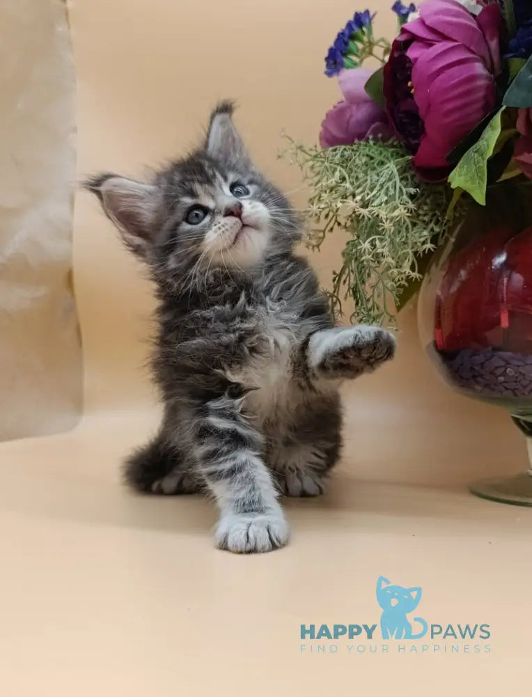 Duncan Maine Coon male blue silver tabby live animals