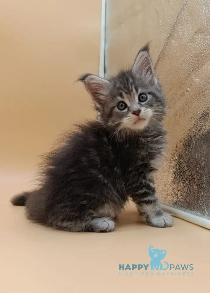 Duncan Maine Coon male blue silver tabby live animals