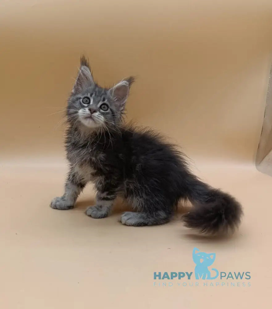 Duncan Maine Coon male blue silver tabby live animals