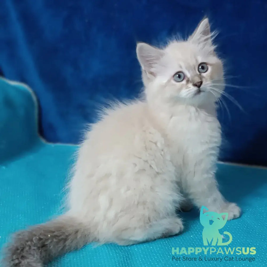 Duncan Siberian male blue tabby pointed - live animals