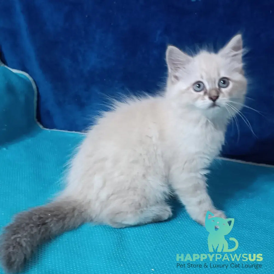 Duncan Siberian male blue tabby pointed - live animals