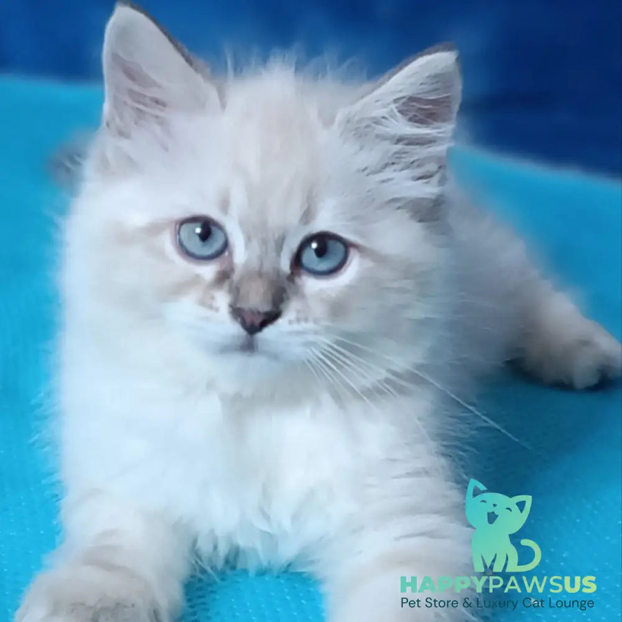Duncan Siberian male blue tabby pointed - live animals