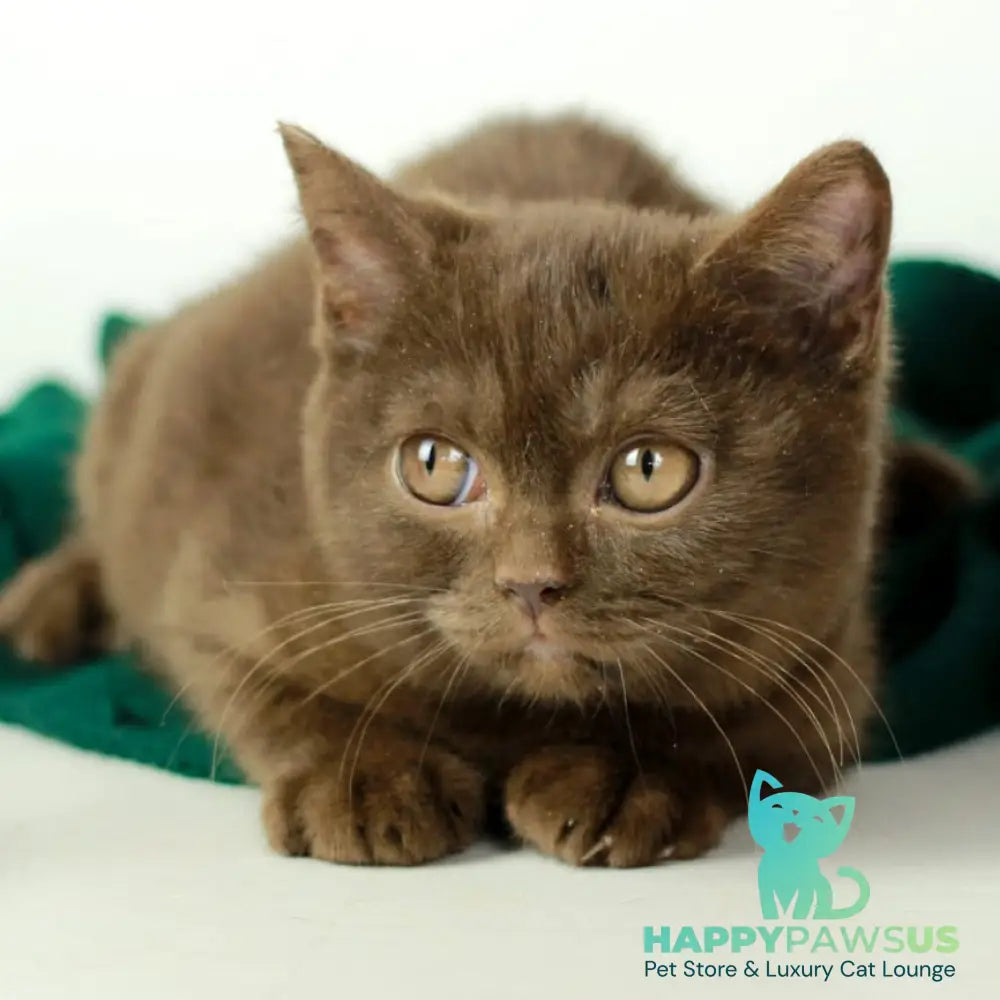 Dunkan British Shorthair male chocolate - live animals