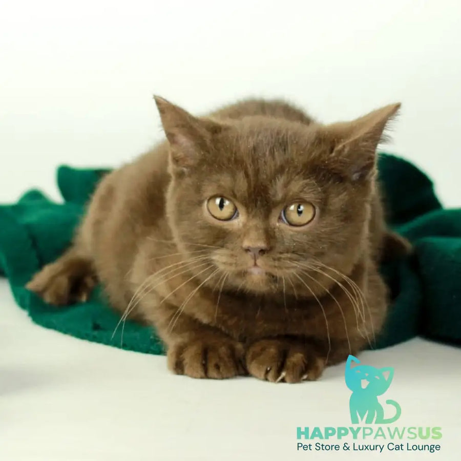 Dunkan British Shorthair male chocolate - live animals