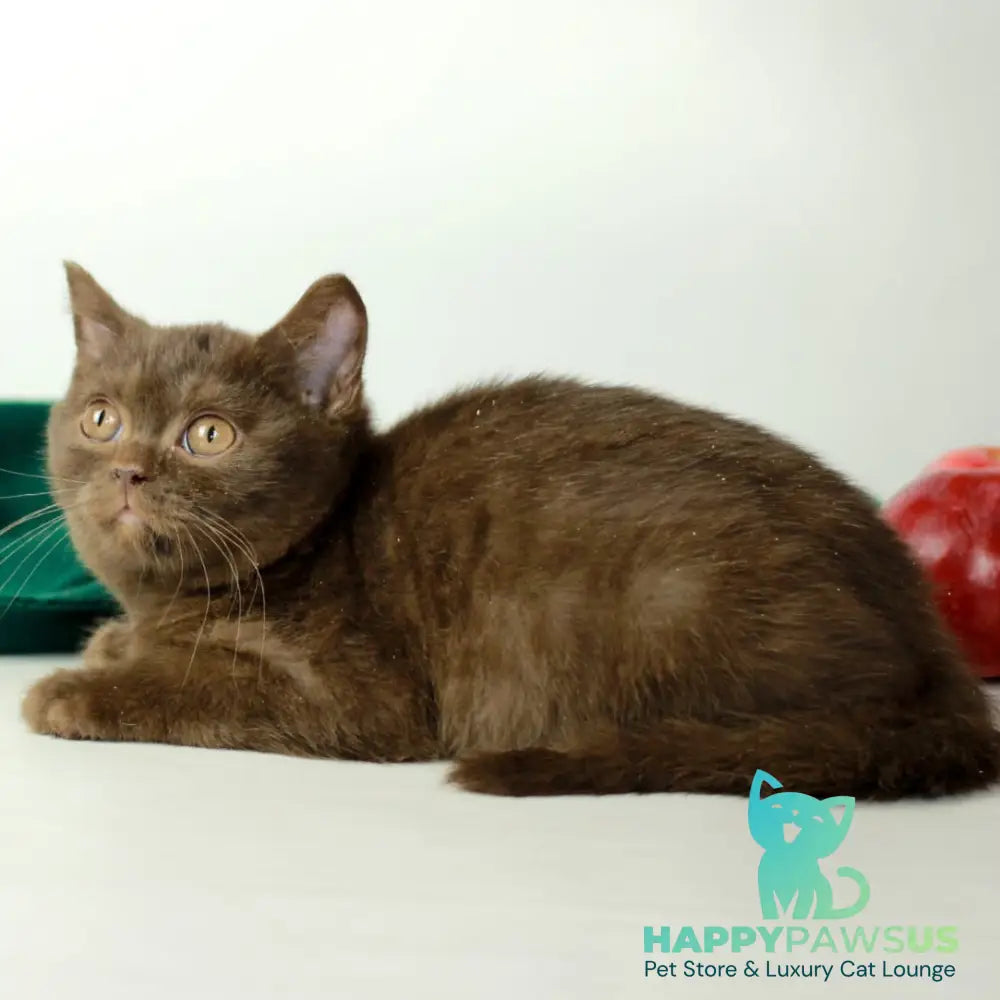 Dunkan British Shorthair male chocolate - live animals