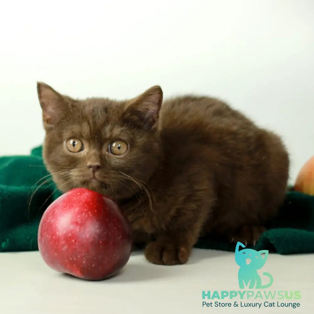 Dunkan British Shorthair male chocolate - live animals