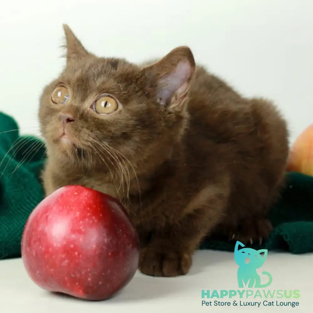 Dunkan British Shorthair male chocolate - live animals