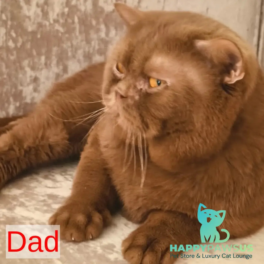 Dunkan British Shorthair male chocolate - live animals