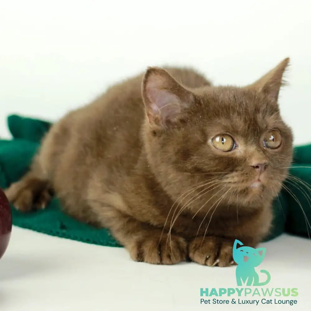 Dunkan British Shorthair male chocolate - live animals