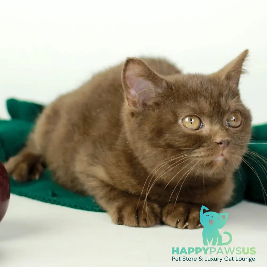 Dunkan British Shorthair male chocolate - live animals