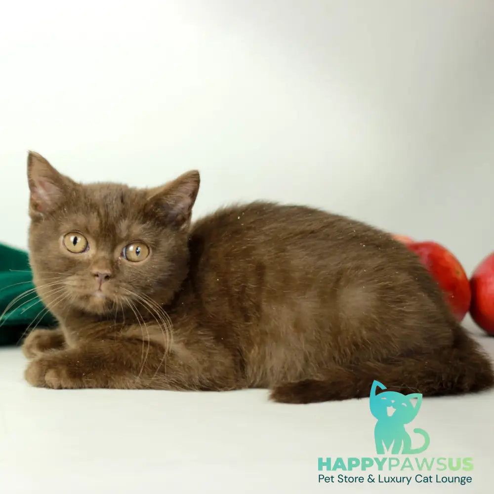 Dunkan British Shorthair male chocolate - live animals