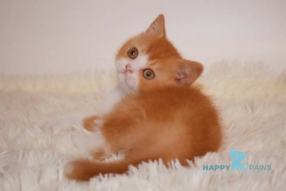 Dunkan British Shorthair male red bicolor live animals