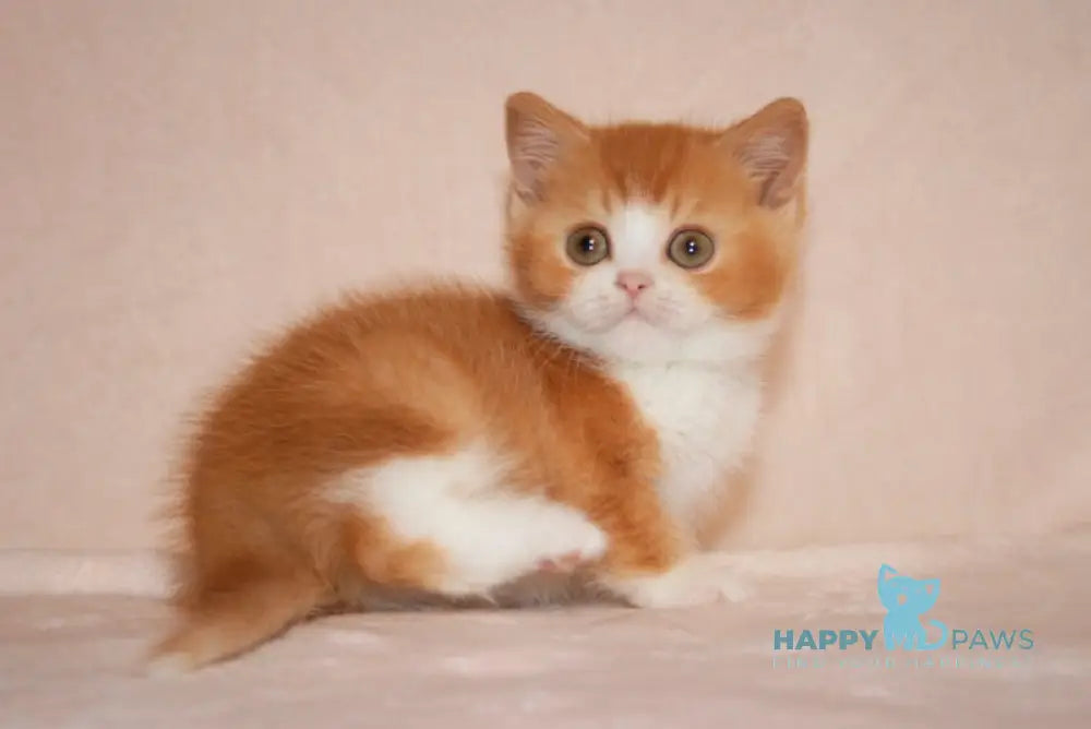 Dunkan British Shorthair male red bicolor live animals