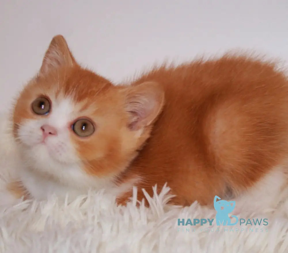 Dunkan British Shorthair male red bicolor live animals