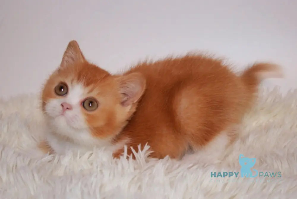 Dunkan British Shorthair male red bicolor live animals