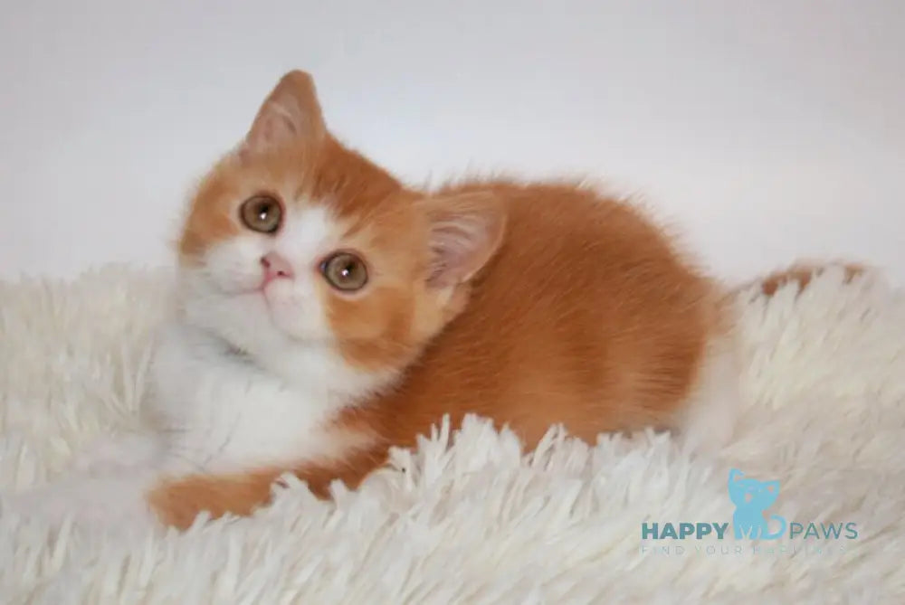 Dunkan British Shorthair male red bicolor live animals