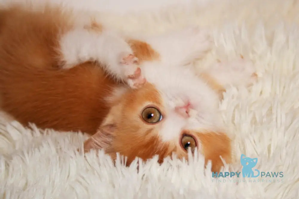 Dunkan British Shorthair male red bicolor live animals