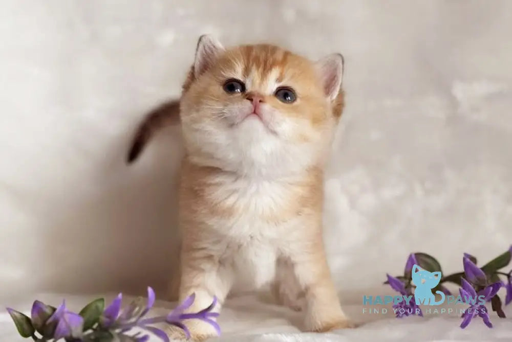 Dуrya British Shorthair female chocolate golden shaded live animals