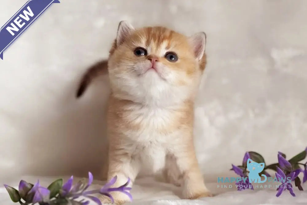Dуrya British Shorthair female chocolate golden shaded live animals