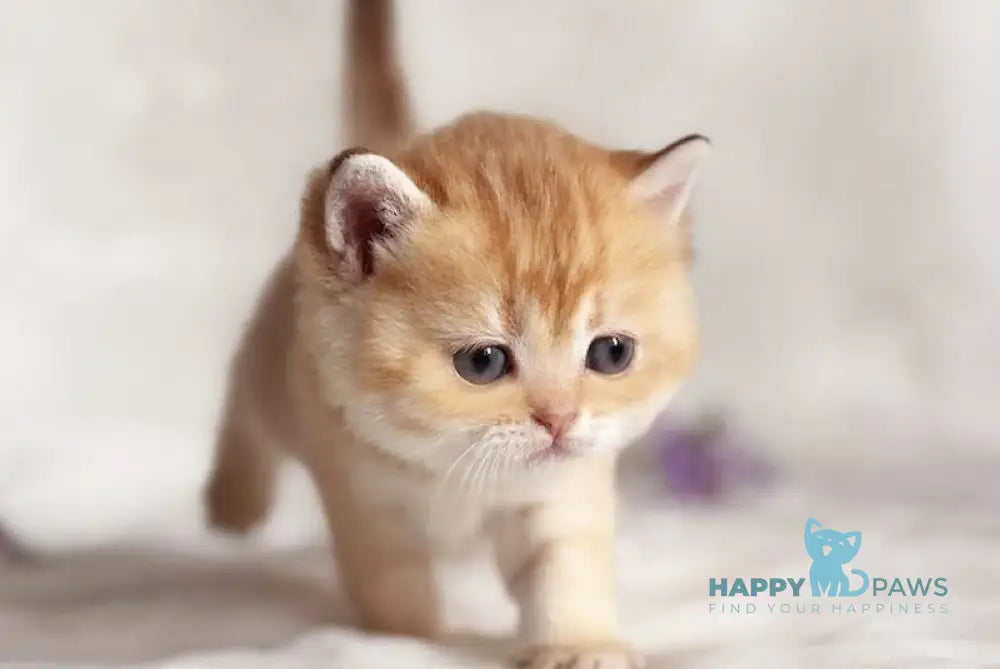 Dуrya British Shorthair female chocolate golden shaded live animals