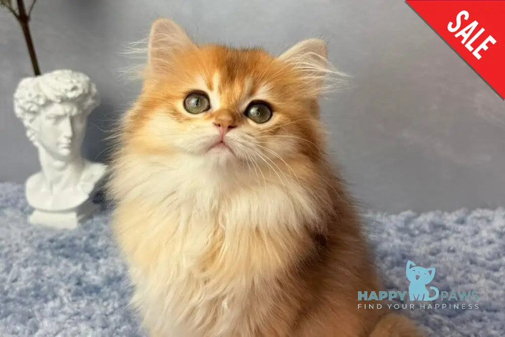 Dusha Scottish Straight female black golden shaded - live animals