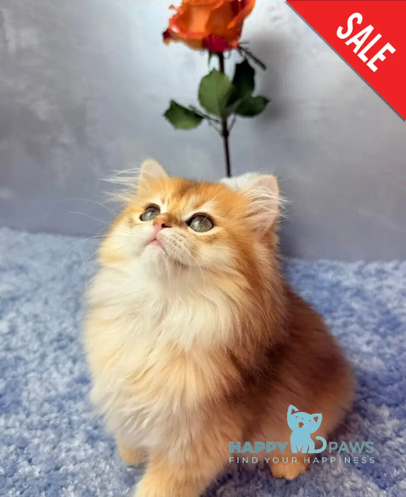 Dusha Scottish Straight female black golden shaded - live animals