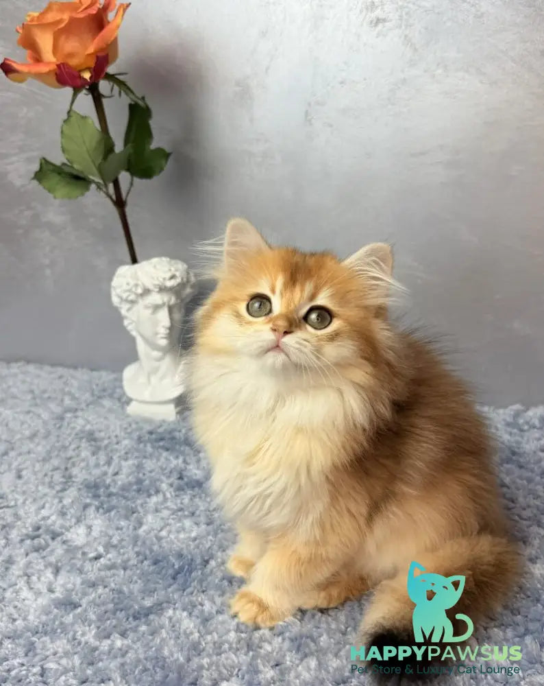 Dusha Scottish Straight female black golden shaded - live animals