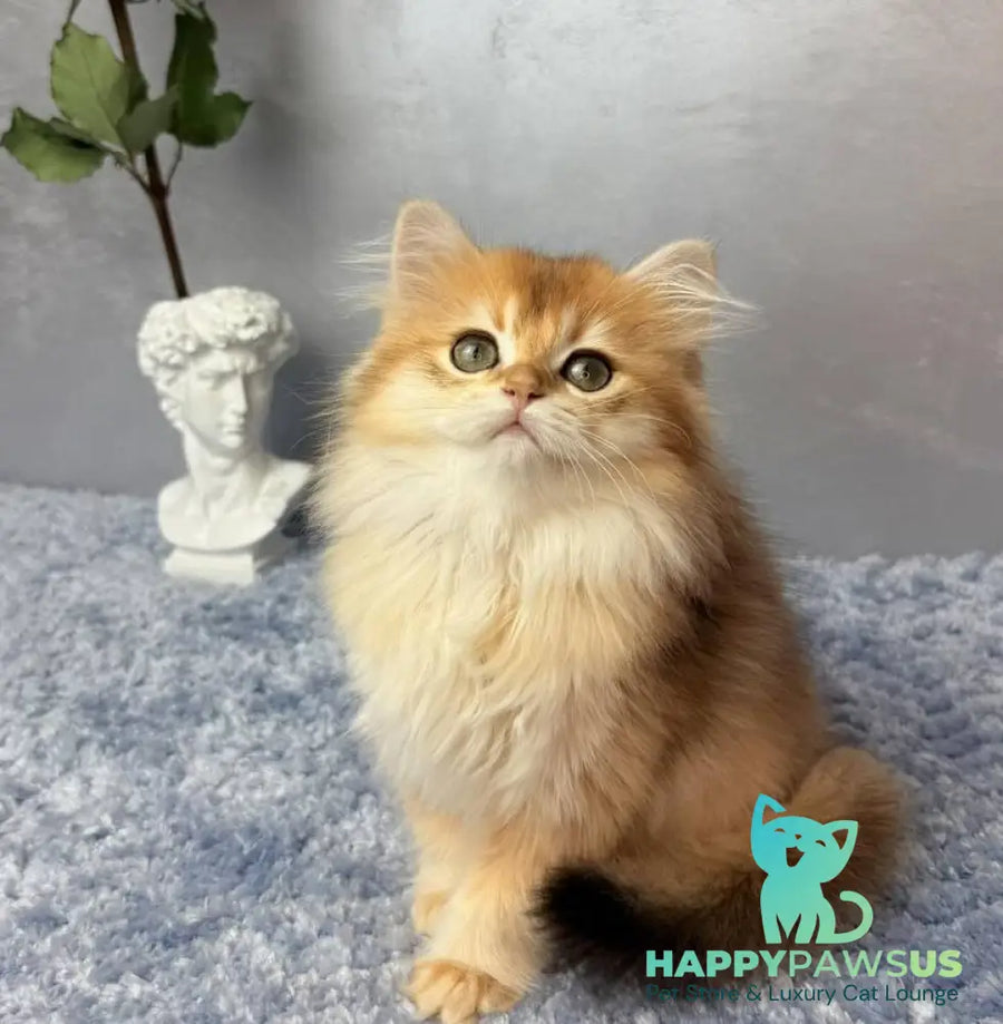 Dusha Scottish Straight female black golden shaded - live animals