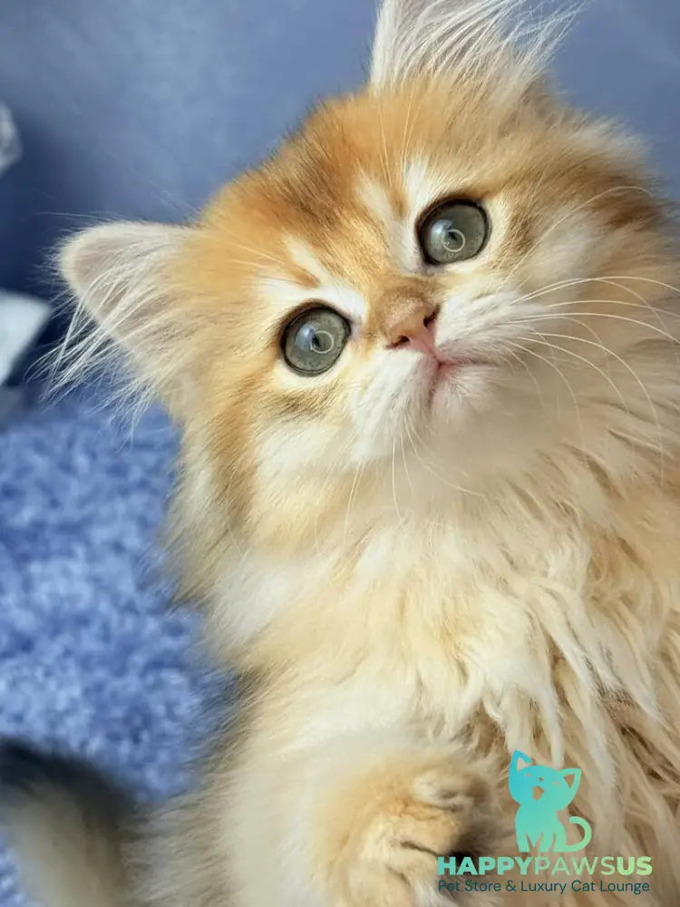 Dusha Scottish Straight female black golden shaded - live animals