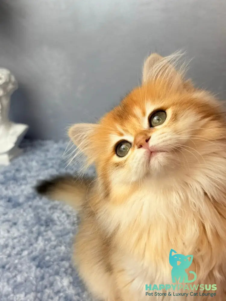 Dusha Scottish Straight female black golden shaded - live animals