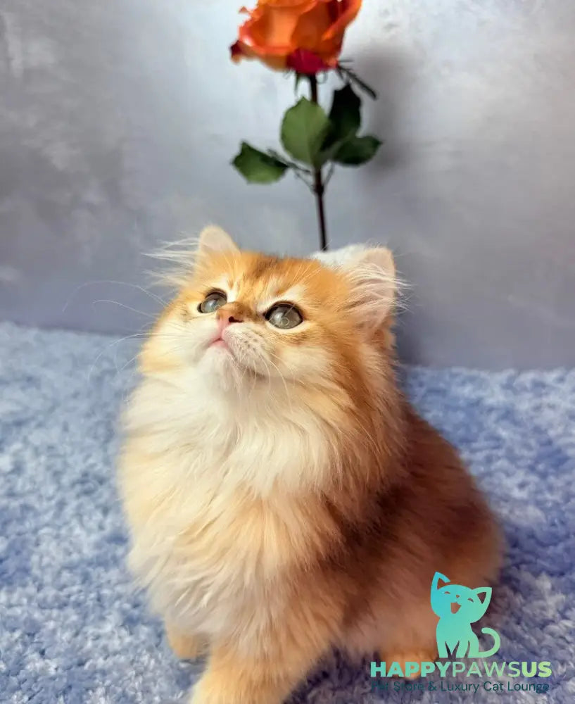 Dusha Scottish Straight female black golden shaded - live animals