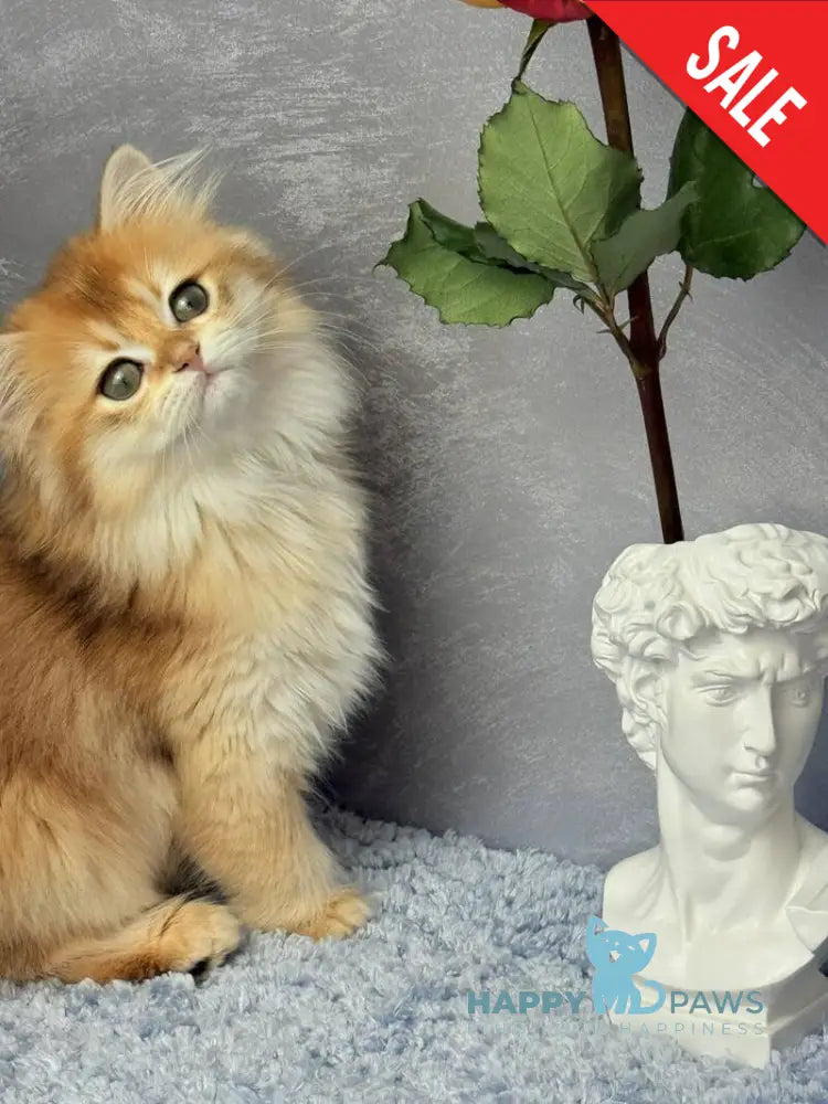 Dusha Scottish Straight female black golden shaded - live animals