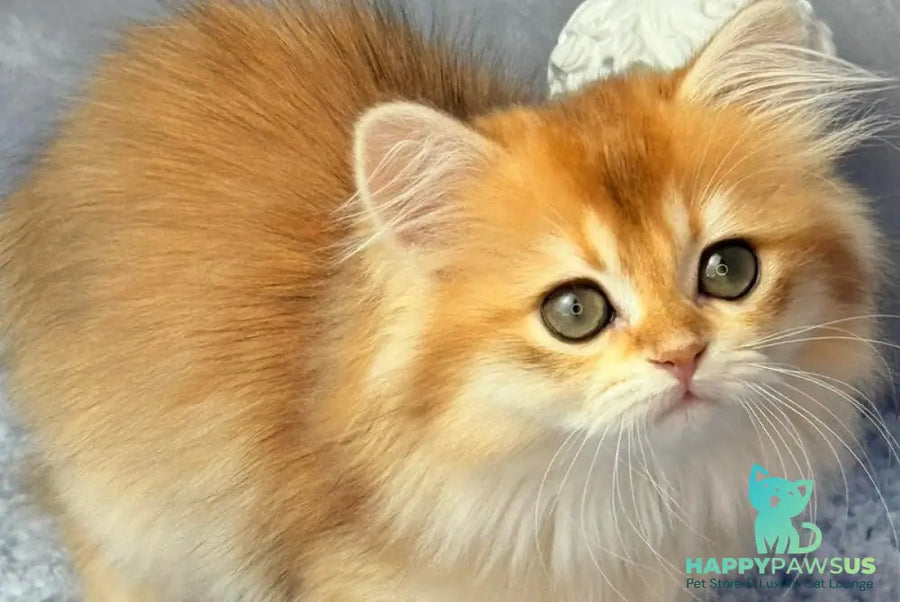 Dusha Scottish Straight female black golden shaded - live animals