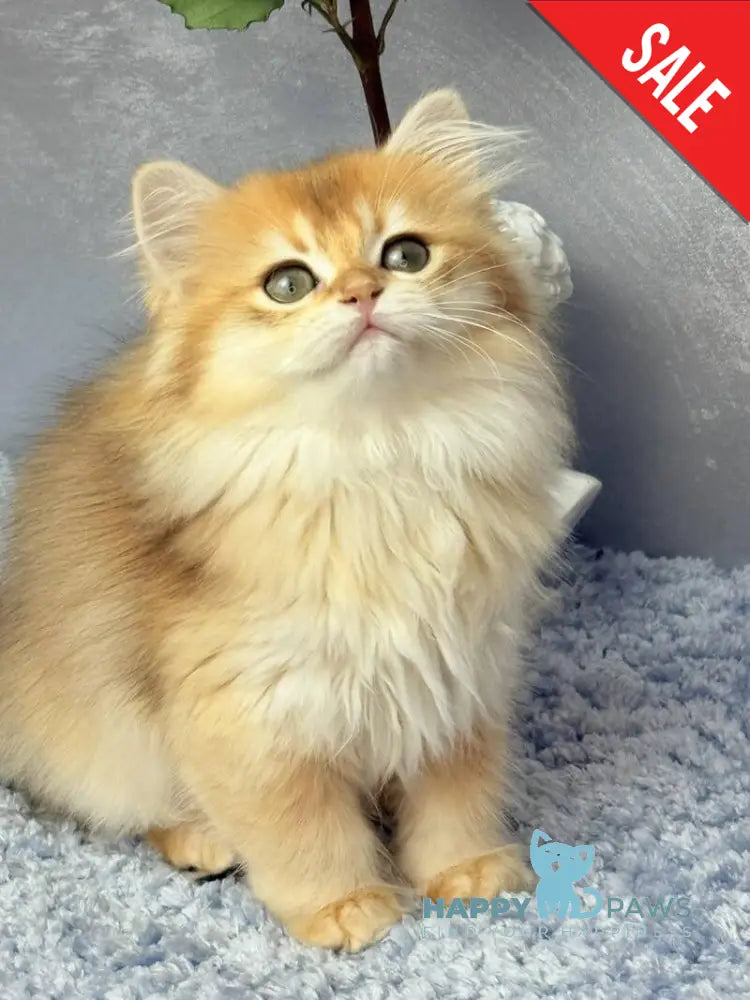 Dusha Scottish Straight female black golden shaded - live animals