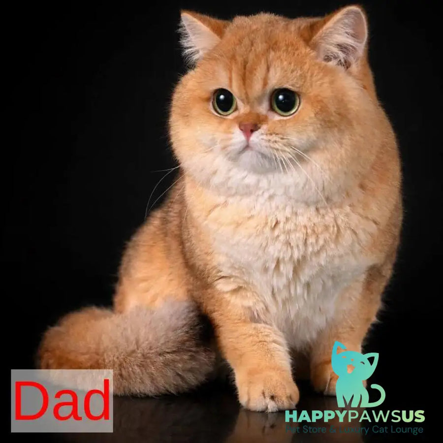 Dusha Scottish Straight female black golden shaded - live animals