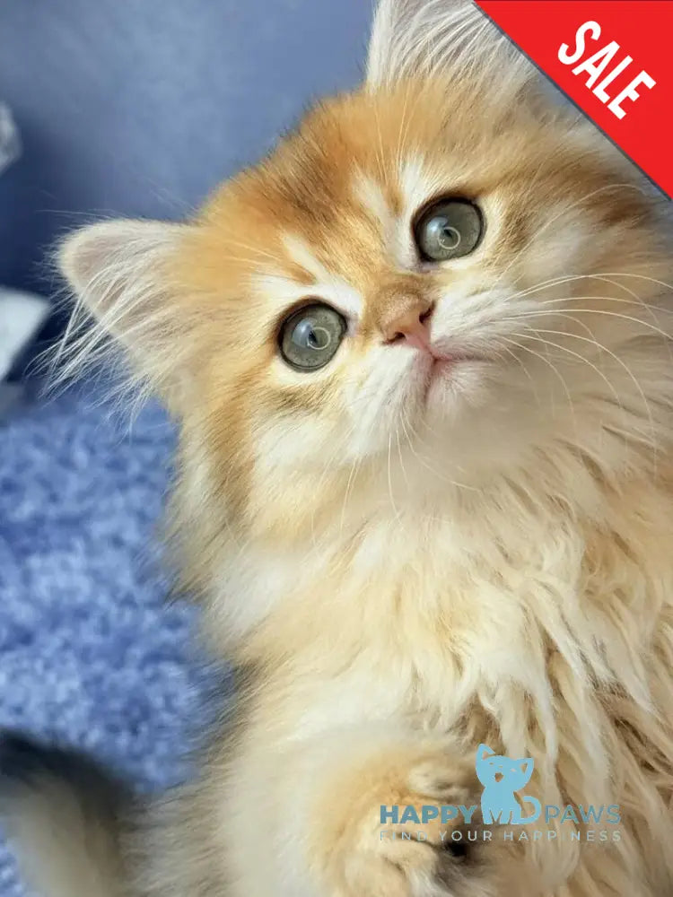 Dusha Scottish Straight female black golden shaded - live animals