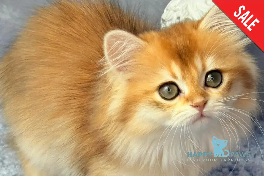 Dusha Scottish Straight female black golden shaded - live animals