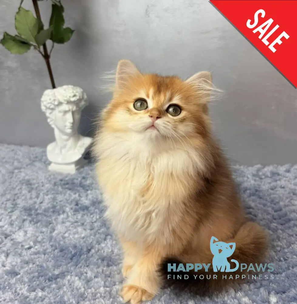 Dusha Scottish Straight female black golden shaded - live animals
