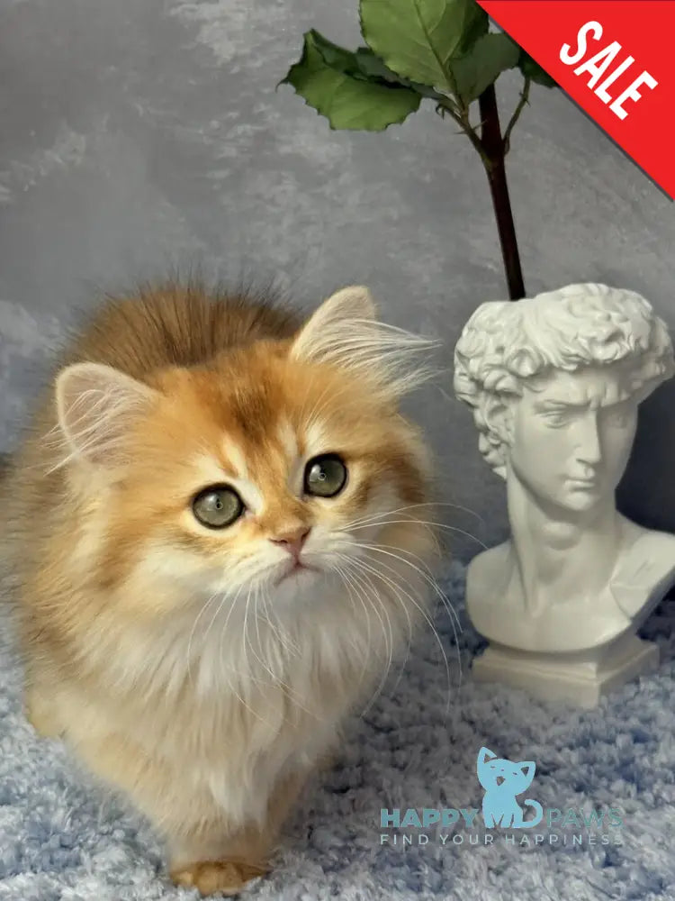 Dusha Scottish Straight female black golden shaded - live animals