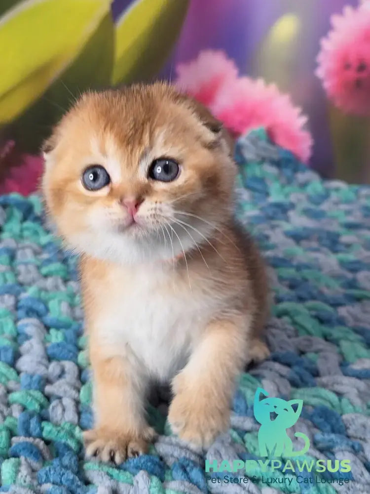 Dushes Scottish Fold male black golden shaded - live animals
