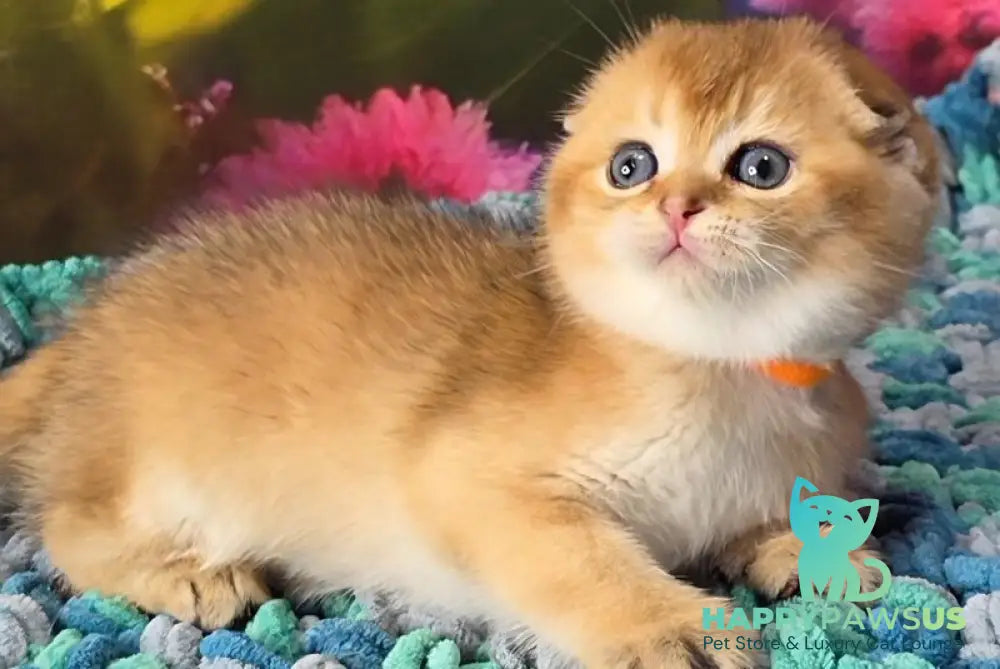 Dushes Scottish Fold male black golden shaded - live animals