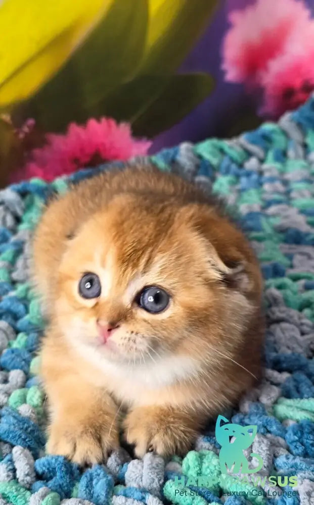 Dushes Scottish Fold male black golden shaded - live animals