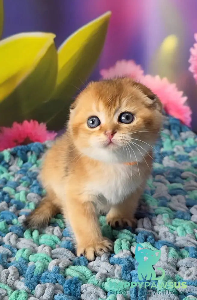 Dushes Scottish Fold male black golden shaded - live animals