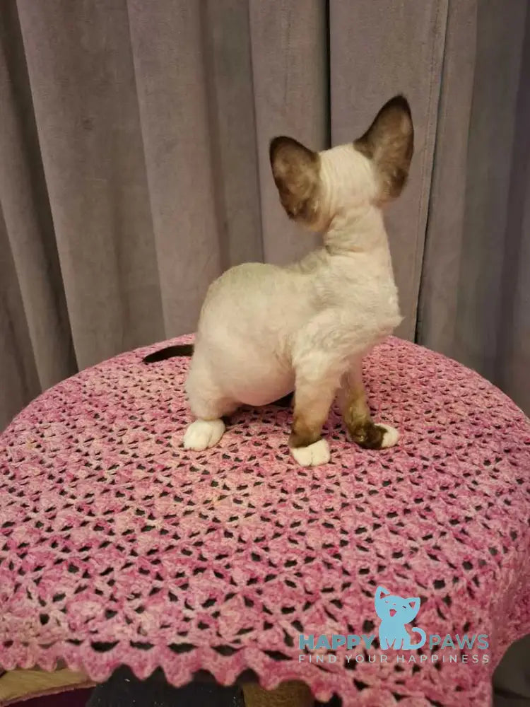 Dusja Devon Rex female black bicolour pointed live animals